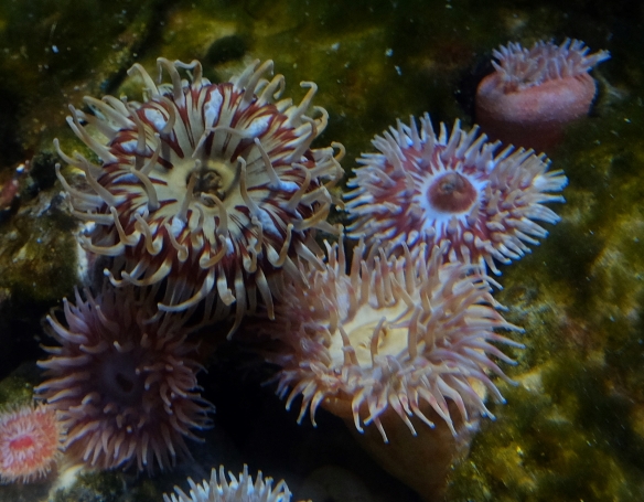 sea urchin1.jpg