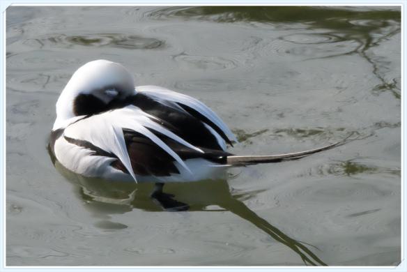 long tailed duck1.jpg