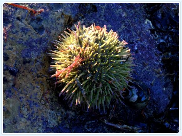 sea urchin 1.jpg
