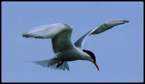 common tern 2