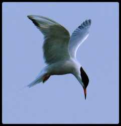 common tern 7